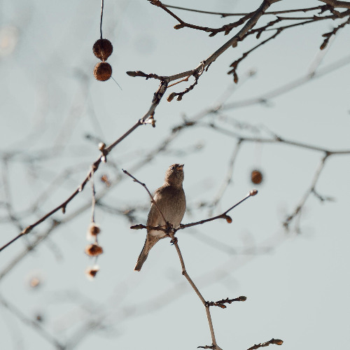 Nightingales
