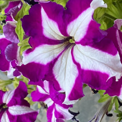 Blooming