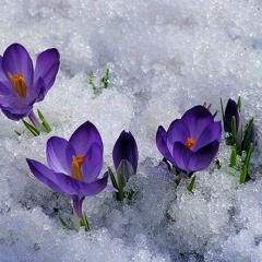 Asian Spring (Take1)