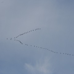221025 · Noon · Passage of a group of common cranes (Grus grus)