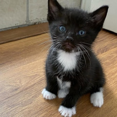 breakfast w/ Balzac - 002