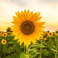 Opus III - It's A Fine Day (Ewan Rill Unofficial Remix) free dl