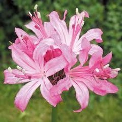 nerine