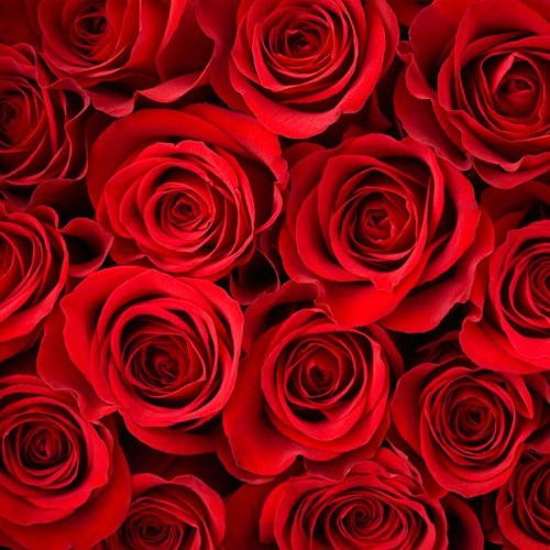 Roses