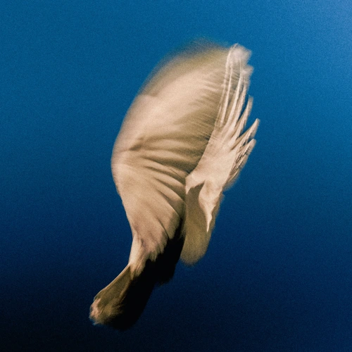 Artwork for the song SWIM - Everything You Need  by SWIM on Next Sound