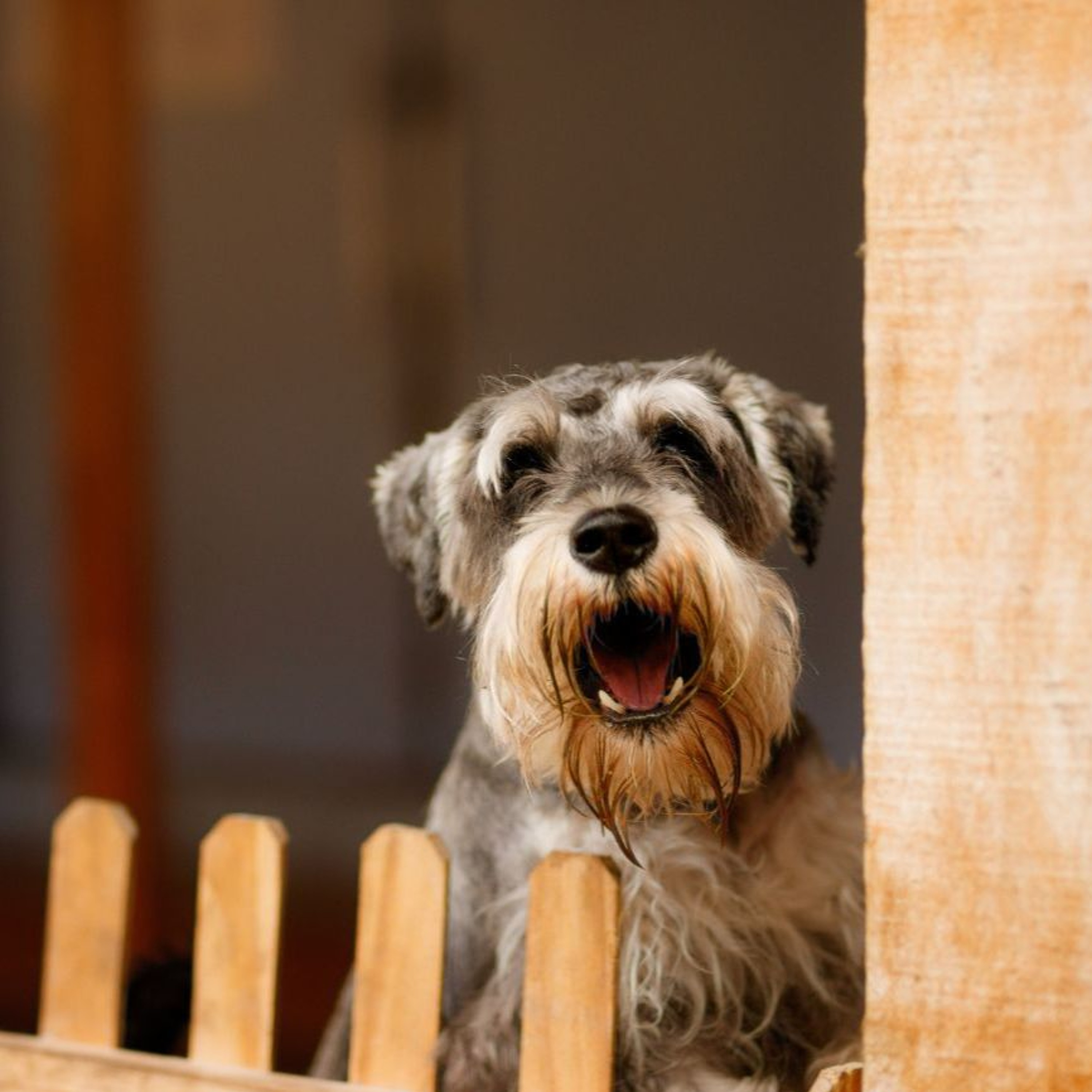 Best of Awake in the World: The Neighbour's Dog is Barking