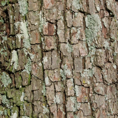 dancing body radio | mix 2 - sylvestris