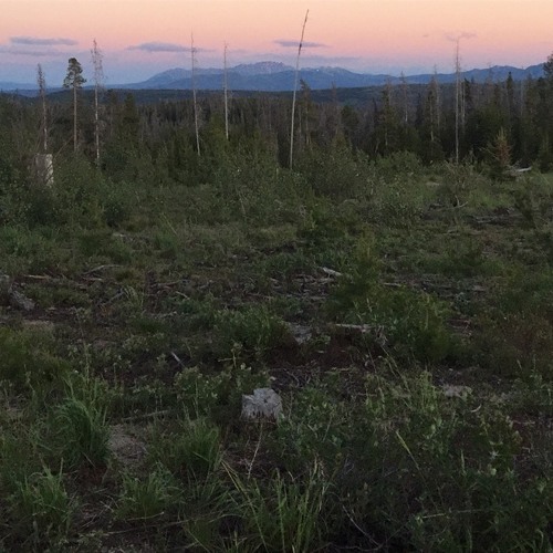 Peter Blick- Summer In The Woods 2020 Mix