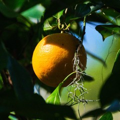 Jamuary 5 - Orange Crush