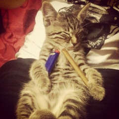 BL00DING KE33FF (ft. iaanshawty)