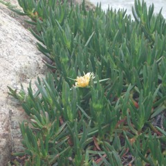 Spiraling into Spring <imtiowasn;>