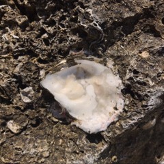 COQUINÀRIO w/ Vittoria Assembri: 3rd February '25