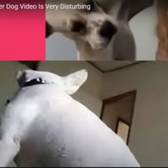 Denise Frazier Dog Full Video Watch