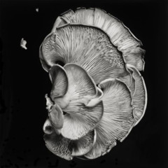 Desert Lines, Gisella Engel, Taruun & Orika-Chrysalis (Mellon Place Records)
