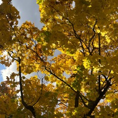 coming down, phoebe bridgers - cover