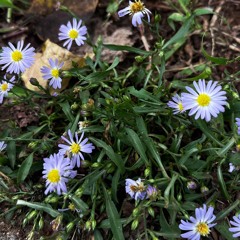 Untitled File Released