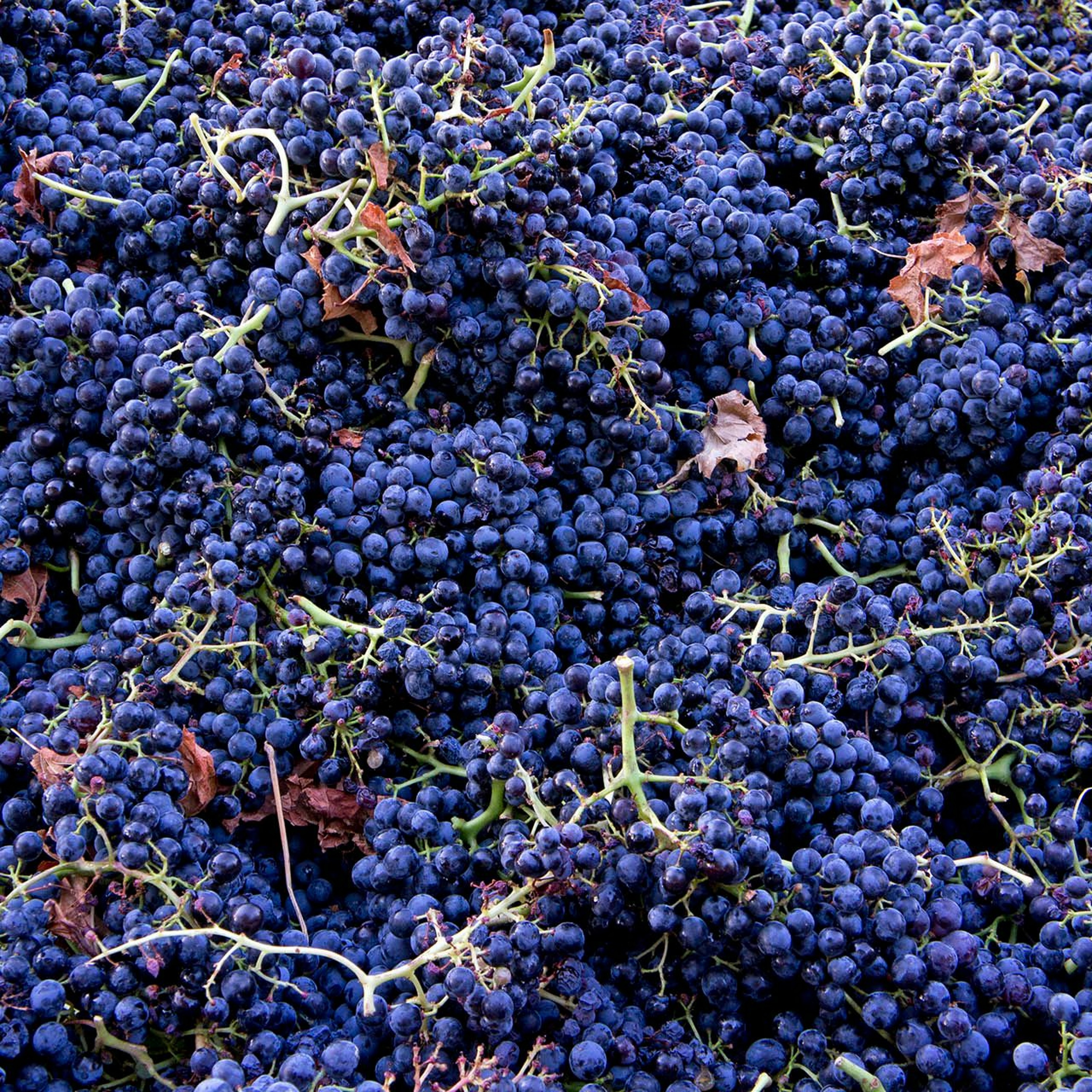 The Wonderful World of Wine (WWW)