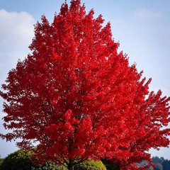 MAPLE
