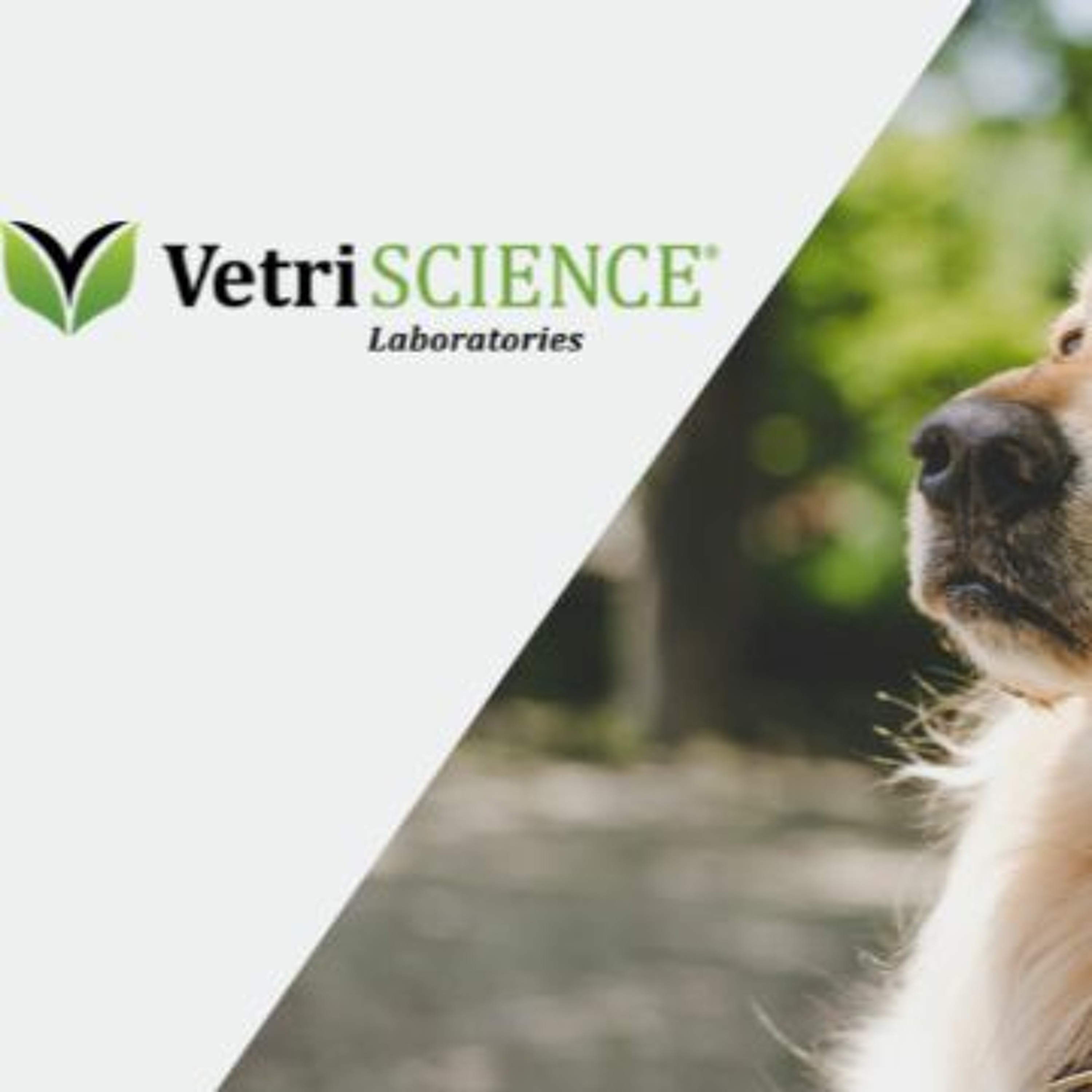 VetFolio Voice