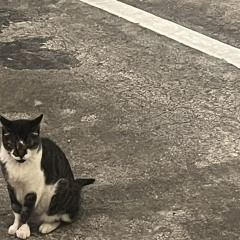 悔猫(q1nyan)