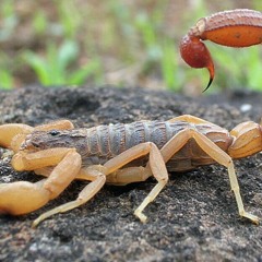 العقرب السام - اداء صوتى : مينا اديب
