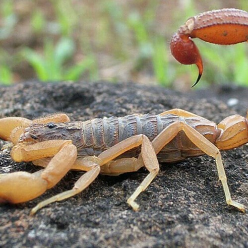 العقرب السام - اداء صوتى : مينا اديب