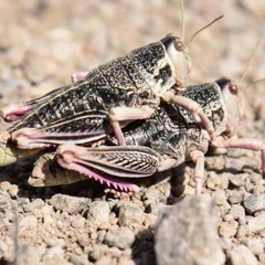 Alejandra Verdejo, especialista del Senasa, alerta por tucuras sapo