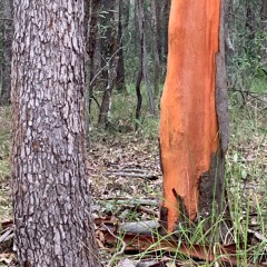 Australian Forest Life