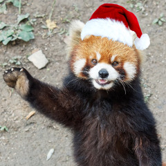 Christmas Spirit