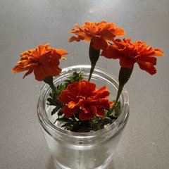 Marigolds in the Wind