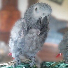 Had A Boobie, Now