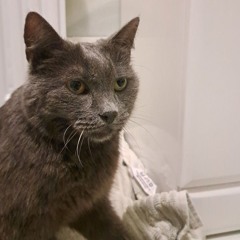 Katarsis - Praradau tave (live)