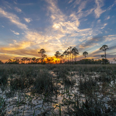 Ibis Moment -- Big Cypress National Preserve, Florida, U.S.A.