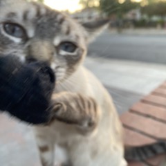 yawp