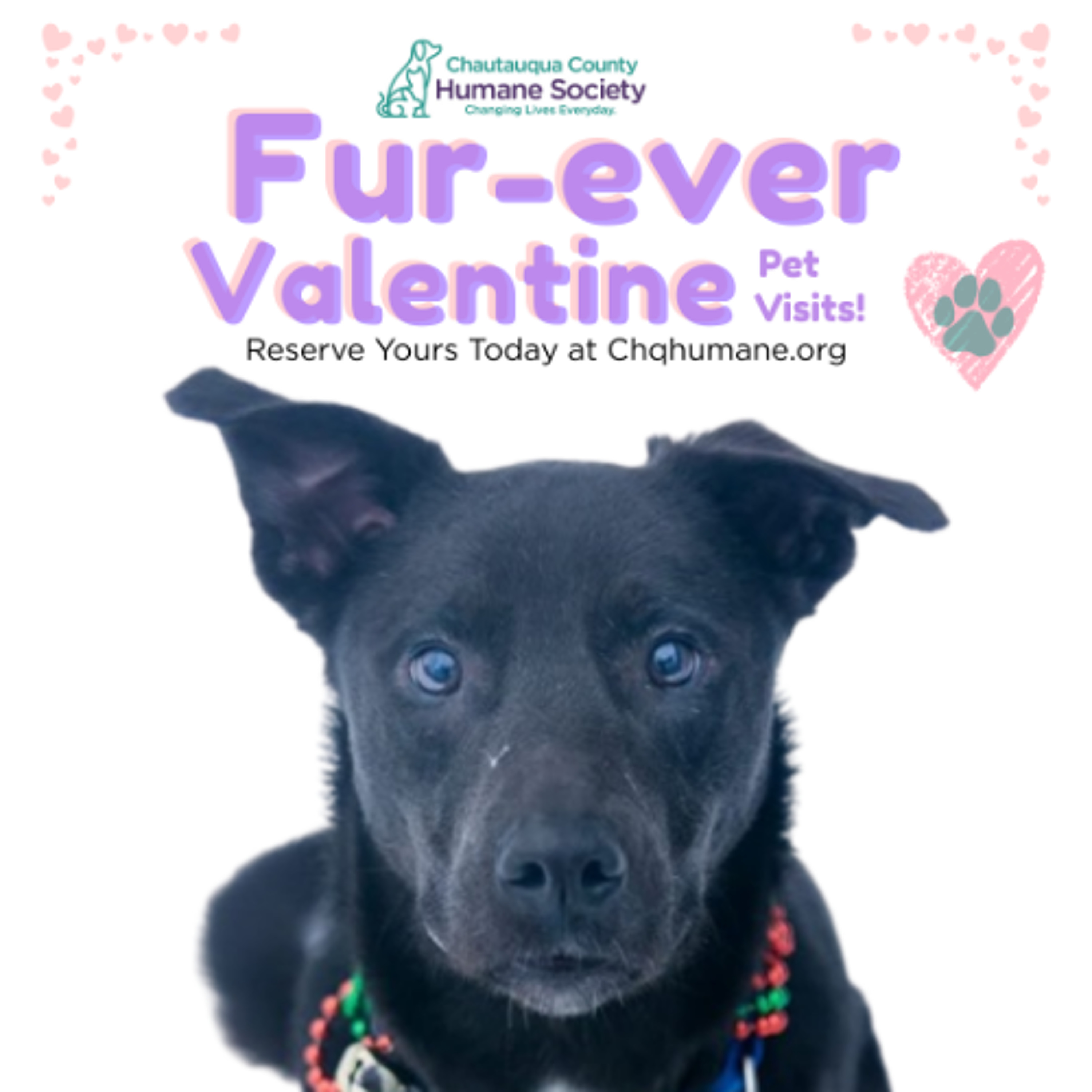 Community Matters - Chautauqua County Humane Society - January 8, 2026 episode artwork