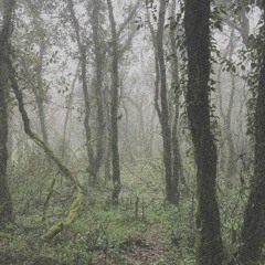 ORBE - El Bosque de la Niebla. SEMANTICA 157