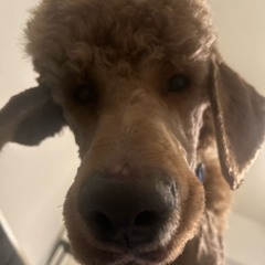 My Stupid  2025 Playback