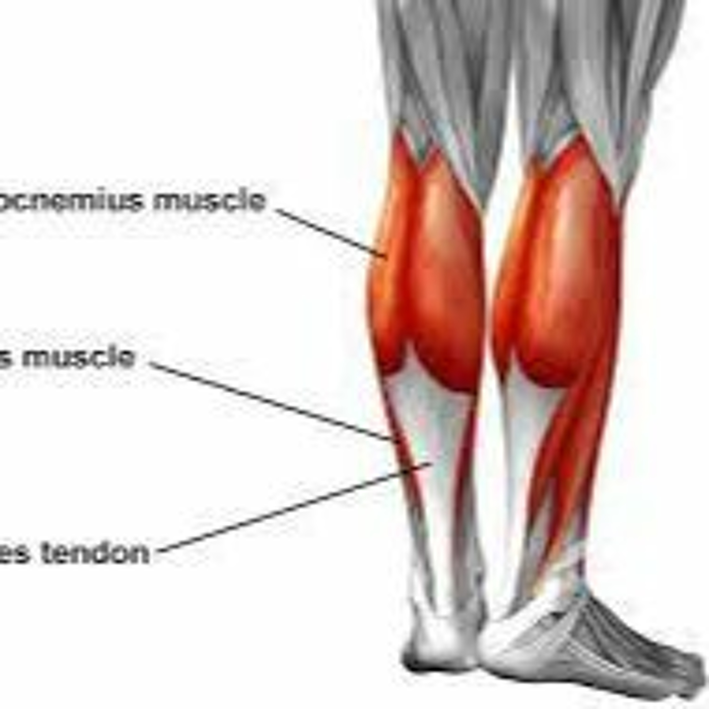 OMU 83: Those tendons are important