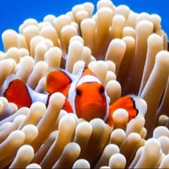 Day Dive Trips to Richelieu Rock