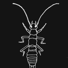 fiestita de grillos cuando se acabe el covid