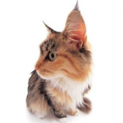 MONOKOLESO ft. PaxnyLuv196