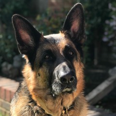 Breakfast in Bed (Dusty Springfield)