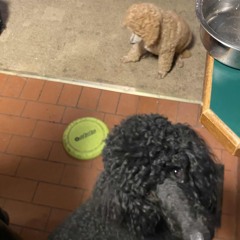 Waiting to Zoom