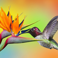 Early Migration
