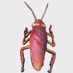 Song that plays when you encounter a Cockroach