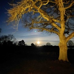 What would you rather bee or a wasp?(Gary Moore cover)