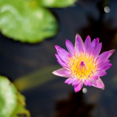Water Lily