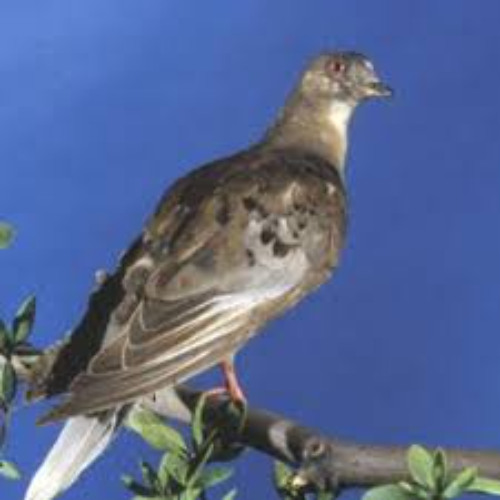 Birding with Al Batt on 9-16-2025