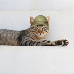 war_cat