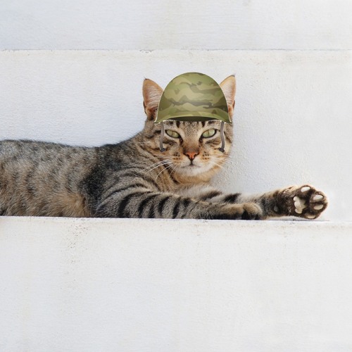 war_cat